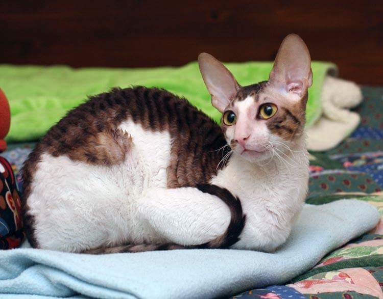 Cornish Rex, bruntabby vit, foto Mia Wetterborg