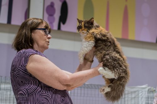 Selkirk Rex, chokaldpadda m vitt, foto Anna Carlsson 2