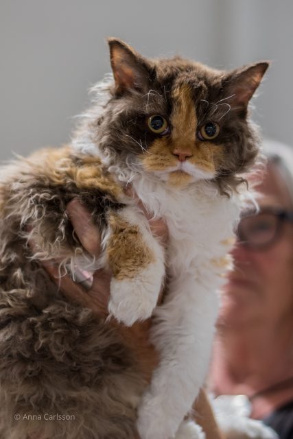 Selkirk Rex, chokladpadda m vitt, foto Anna Carlsson