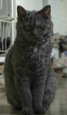 Selkirk Rex korthår 1