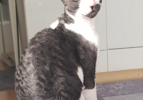 Cornish Rex kille f.22-02-19