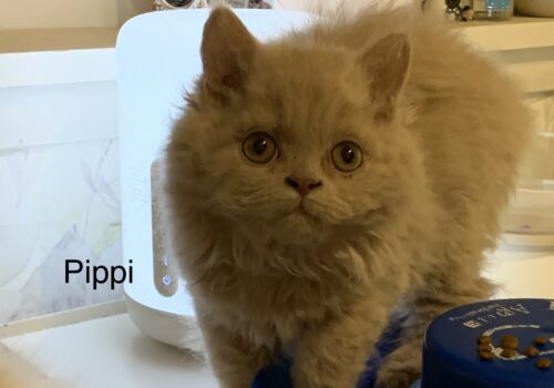 Kattungar