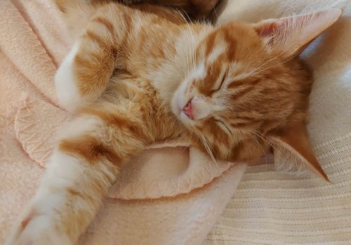 Tennessee rex kattungar!