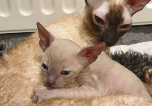 Cornish Rex kattungar
