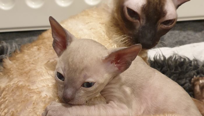 Cornish Rex kattungar