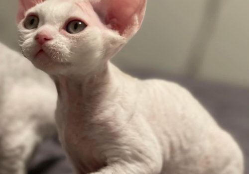 Devon Rex kattungar