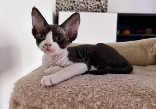 DevonRex kattunge