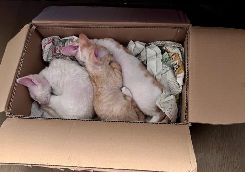 Devon Rex kattungar Stockholm