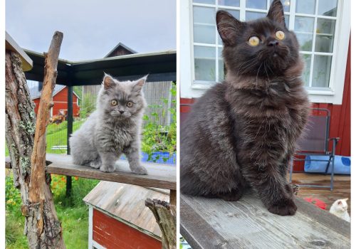 Selkirk rex kattungar