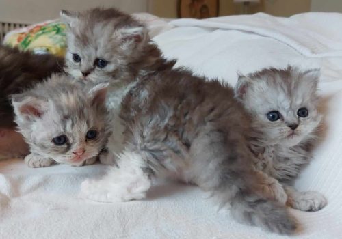 Selkirk rex kattungar!
