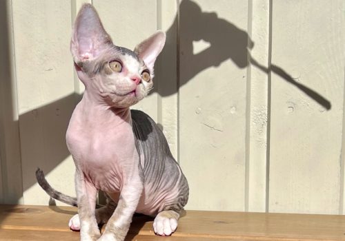Flyttfärdig Devon Rex kattunge Stockholm