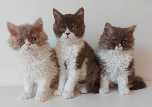 Selkirk rex kattungar- choklad och kanel!