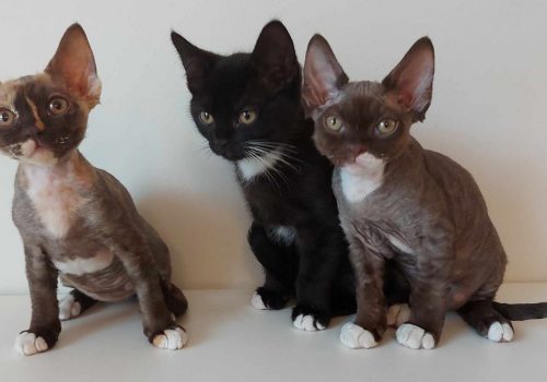 Devon rex kattungar- chokladfärgade!