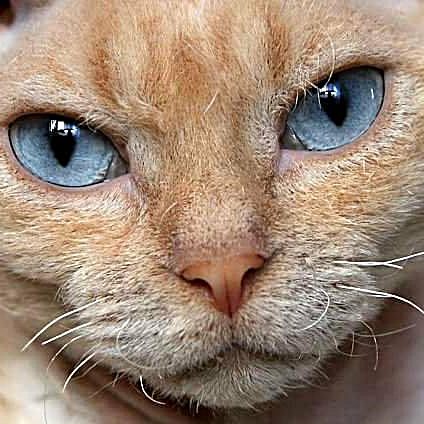 Devon Rex, rödmaskad