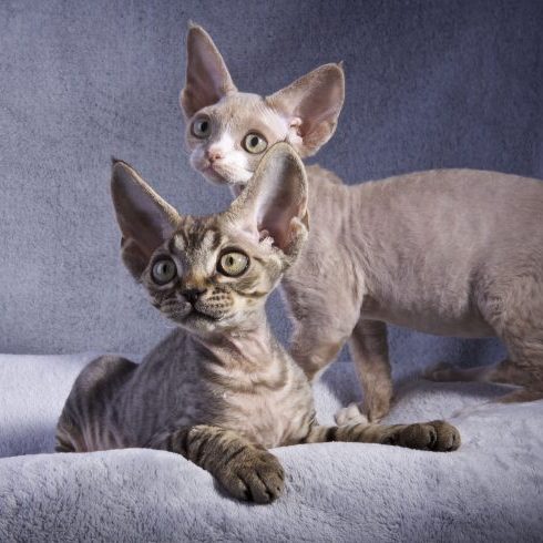 Devon Rex, tabby o vitfläck