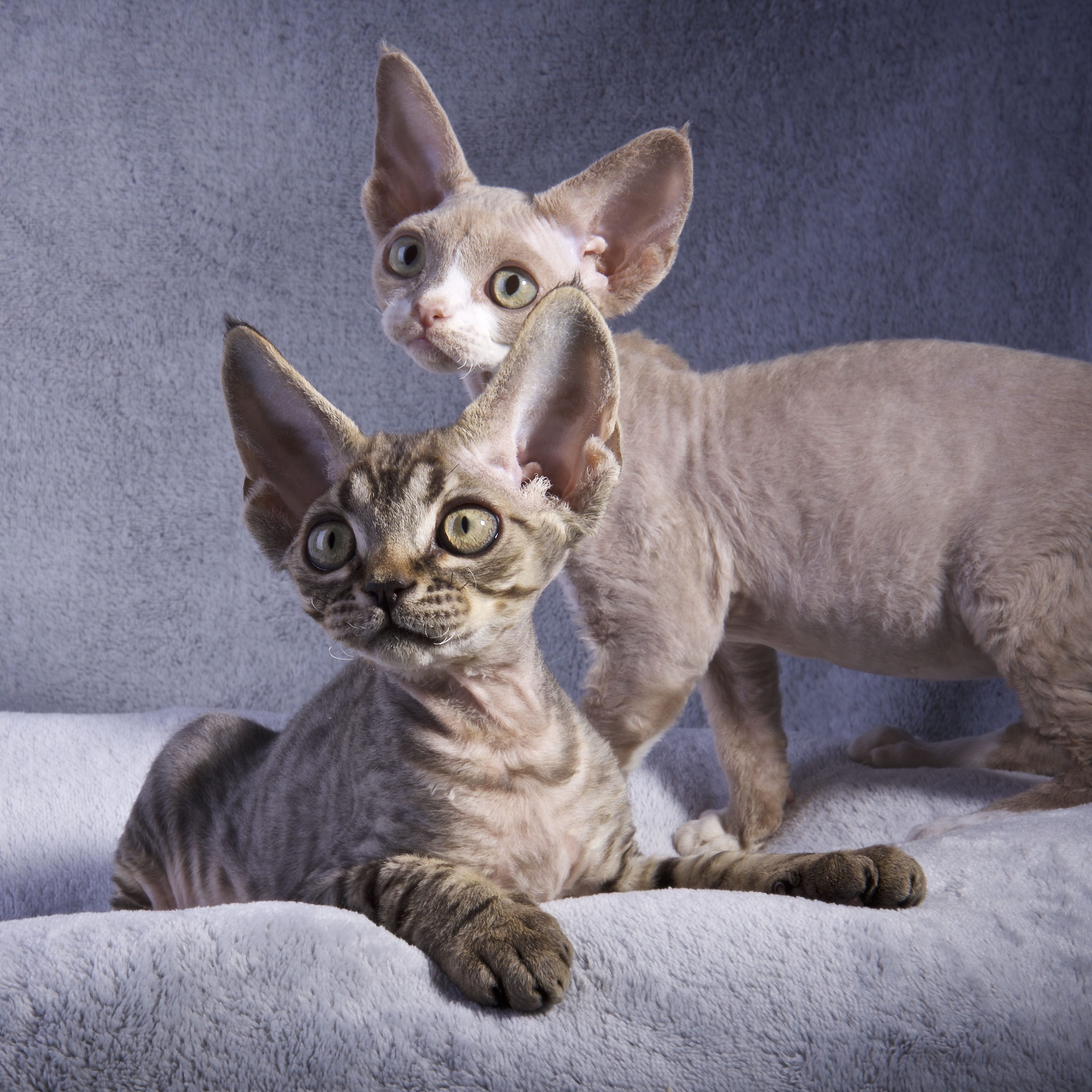 Devon Rex, tabby o vitfläck