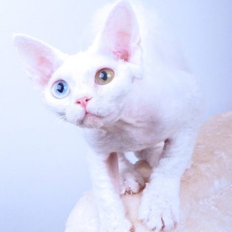 Devon Rex, vit oddeyed Devon Rex, vit oddeyed