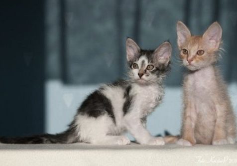 La Perm kattungar La Perm kattungar