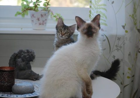 La Perm, maskad o tabby La Perm, maskad o tabby