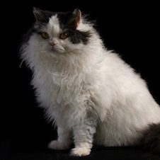 Selkirk Rex 2 Selkirk Rex 2