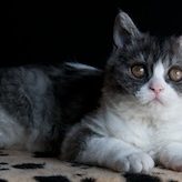 Selkirk Rex korthår 2