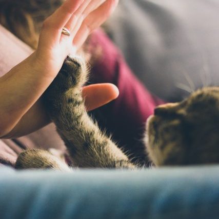 jonas-vincent-2717-unsplash jonas-vincent-2717-unsplash