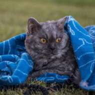 SE* curly catastrophe